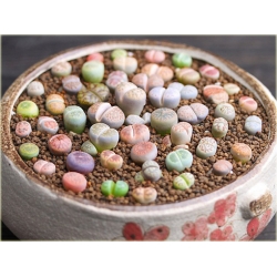 Nasiona Żywe kamienie szt.10 Nxx3