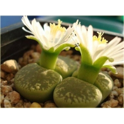 Nasiona Żywe kamienie szt.10 Nxx3