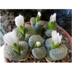 Nasiona Żywe kamienie szt.10 Nxx3