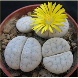 Nasiona Żywe kamienie szt.10 Nxx3