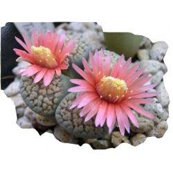 Nasiona Żywe kamienie różowy kwiat szt.5 N287
