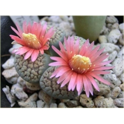 Nasiona Żywe kamienie róż kwiat szt.5 Nxx287