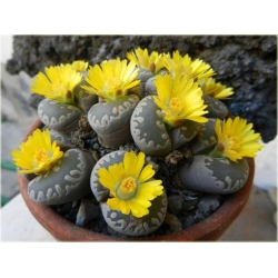 Nasiona Żywe kamienie żółty kwiat szt.5 Nxx286