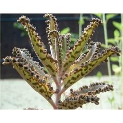 Nasiona Żyworódka życiodajna roślina szt.5 Nxx533