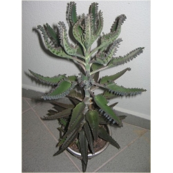 Nasiona Żyworódka życiodajna roślina szt.5 Nxx533
