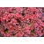 nasiona Berberys Thunberga odm. czerwonolistna Berberis szt5 Fore179