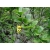 nasiona Berberys pospolity Berberis vulgaris szt5 Fore180