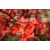 nasiona Pigwowiec japoński Chaenomeles japonica szt5 Fore185