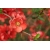 nasiona Pigwowiec japoński Chaenomeles japonica szt5 Fore185