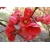 nasiona Pigwowiec japoński Chaenomeles japonica szt5 Fore185