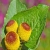 Nasiona Acmella oleracea na ból zęba szt.10 Nxx746