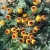 Nasiona Acmella oleracea na ból zęba szt.10 Nxx746