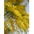 Nasiona Akacja baileyana żółta szt.5 Nxx100