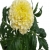 Nasiona Aksamitka biała Vanilla White szt.8 Nxx738