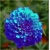 Nasiona Aksamitka niebieska szt.5 Nxx334