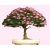 Nasiona Albicja drzewo jedwabne szt.5 N153
