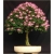 Nasiona Albicja drzewo jedwabne szt.5 Nxx153