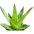 Nasiona Aloes leczniczy szt.5 N118