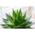 Nasiona Aloes leczniczy szt.5 Nxx118