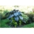 Nasiona Alokazja olbrzymia szt.5 Nxx300