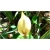 Nasiona Alokazja olbrzymia szt.5 Nxx300