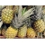 Nasiona Ananas jadalny szt.5 Nxx427