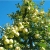 nasiona Jabłoń antonówka Malus antonowka szt5 Fore202