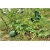 Nasiona Arbuz ogrodowy szt.5 Nxx255