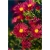 Nasiona Aster amerykański czerwony szt.5 Nxx488