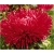 Nasiona Aster chiński karłowy czerw szt.10 Nxx505