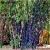 Nasiona Bambus fioletowy szt.5 Nxx86