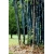 Nasiona Bambus ogrod Lako szt.10 Nxx114