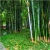 Nasiona Bambus ogromny Mao szt.5 Nxx172