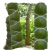 Nasiona Bambus skrętny szt.5 N349