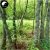 Nasiona Bambus skrętny szt.5 Nxx349