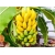 Nasiona Banan doniczkowy szt.10 Nxx190