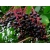 nasiona Bez czarny Sambucus nigra szt5 Fore227