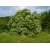 nasiona Bez czarny Sambucus nigra szt5 Fore227