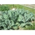 Nasiona Brokuł szparagowa jadalny szt.10 Nxx115