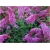 Nasiona Budleja Davida różowa szt.5 Nxx614