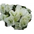 Nasiona Bugenwilla biała pnącze szt.5 N570