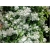 Nasiona Bugenwilla biała pnącze szt.3 Nxx570
