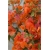 Nasiona Bugenwilla pomarańczowa szt.3 Nxx569