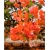 Nasiona Bugenwilla pomarańczowa szt.3 Nxx569