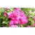 Nasiona Bugenwilla różowa pnącze szt.3 Nxx566