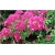 Nasiona Bugenwilla różowa pnącze szt.3 Nxx566