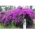 Nasiona Bugenwilla różowa pnącze szt.3 Nxx566