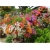 Nasiona Bugenwilla mix szt.3 Nxx185
