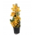 Nasiona Bugenwilla żółta pnącze szt.5 N568