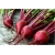 Nasiona Burak czerwono-biały jadalny szt.10 Nxx575